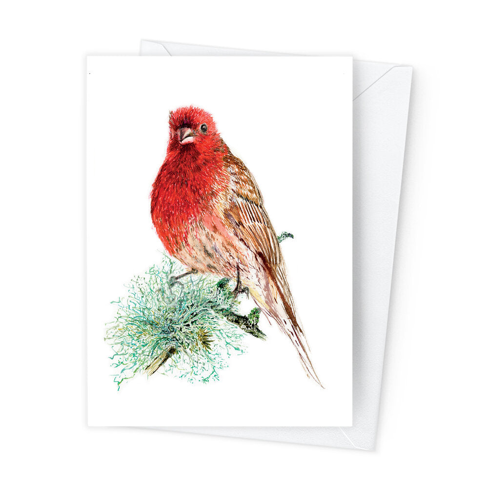 Páipéar Cards - Canadian Birds Box Set of 12